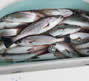 Island Lure Charters Image